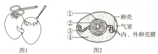 内外卵壳膜图2图1