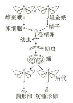 圆形卵纺锤形卵