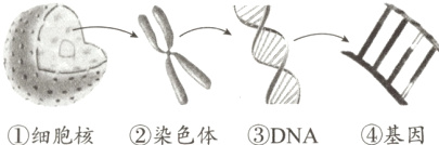 细胞核染色体DNA基因