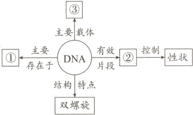 结构特点双螺旋