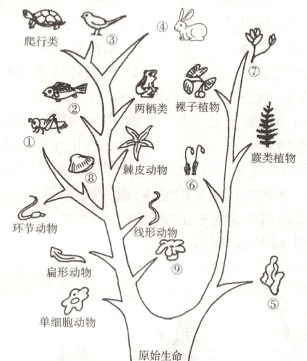 单细胞动物原始生命