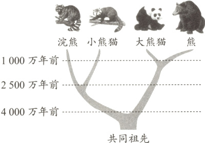 4000万年前共同祖先