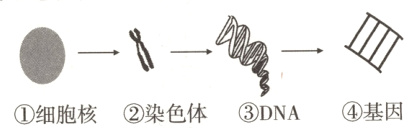 ①细胞核②染色体③DNA④基因
