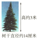 树干直径约14厘米