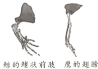 鲸的鳍状前肢鹰的翅膀