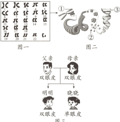 双眼皮单眼皮图三
