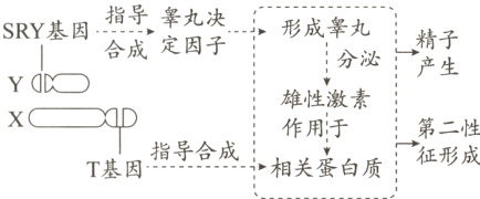 作用于第二性征形成指导合成相关蛋白质T基因