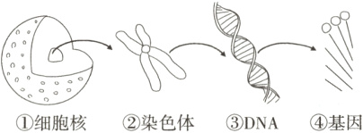 00o①细胞核②染色体③DNA④基因