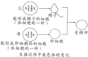 卵细胞能形成卵细胞的的细胞体细胞的一种生殖过程中染色体的变化