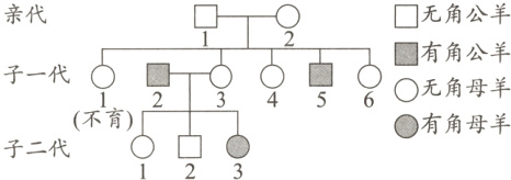 不育有角母羊0口子二代123