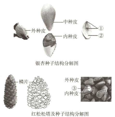 红松松塔及种子结构分解图
