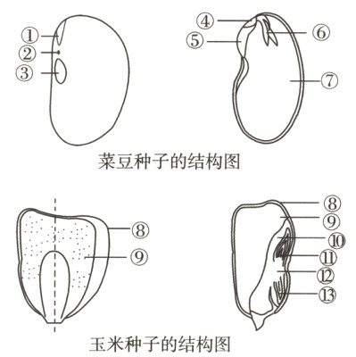 玉米种子的结构图