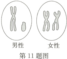 男性女性第11题图