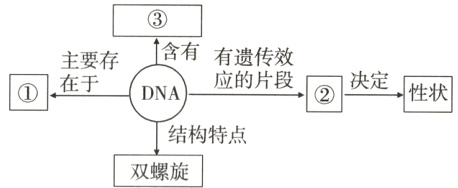 结构特点双螺旋