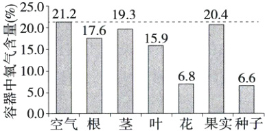 50气根叶花果实种子