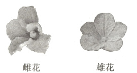 雄花雌花