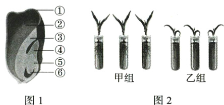 甲组乙组图1图2