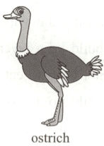 ostrich