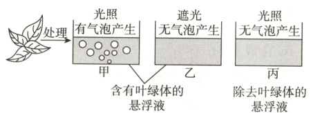 含有叶绿体的除去叶绿体的悬浮液悬浮液