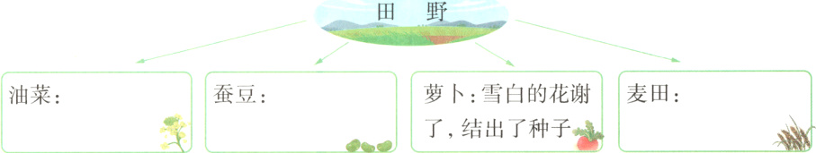 蚕豆油菜了结出了种子