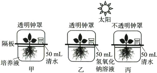 50mL50mL50mL清水氢氧化清水培养液钠溶液