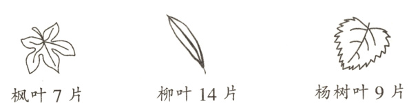 杨树叶9片柳叶14片枫叶7片