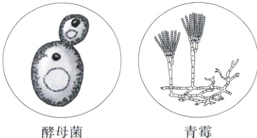 青霉酵母菌