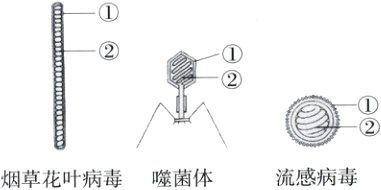 流感病毒烟草花叶病毒噬菌体