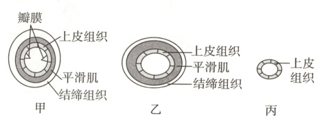 平滑肌平滑肌结缔组织结缔组织