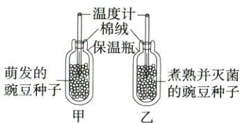 豌豆种子嚣鹭的豌豆种子