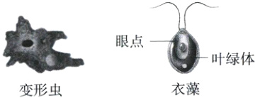 叶绿体衣藻变形虫