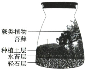 种植土层水苔层轻石层