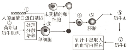 奶牛组织培养单细胞奶牛B