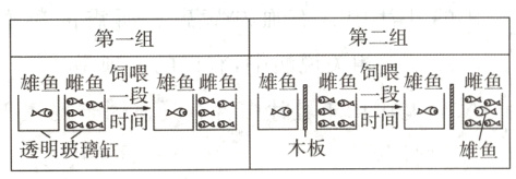 ≌翘窣木板透明雄鱼