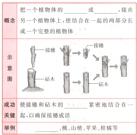 举例桃山楂苹果柑橘等