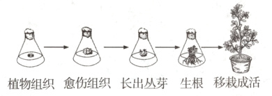 植物组织愈伤组织长出丛芽生根移栽成活