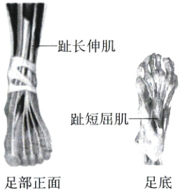 ba足底足部正面