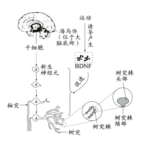 树突棘颈部树突