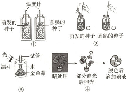 脱色液金鱼藻部分遮光暗处理后照光