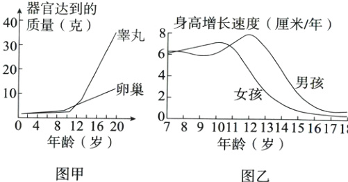 年龄岁年龄岁图甲图乙