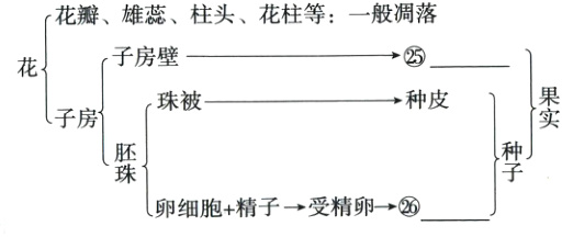 卵细胞精子受精卵
