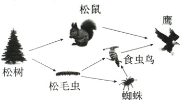 松树松毛虫一狮蜘蛛