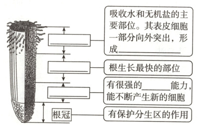 能不断产生新的细胞根冠有保护分生区的作用