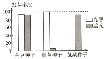 苋菜种子蚕豆种子烟草种子