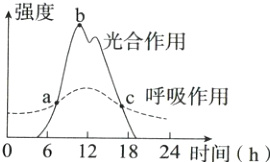 c呼吸作用06121824时间h
