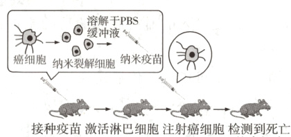 接种疫苗激活淋巴细胞注射癌细胞检测到死亡
