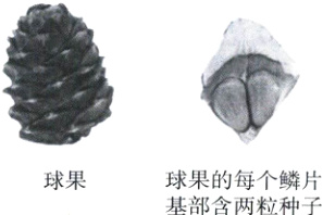 球果的每个鳞片球果基部含两粒种子