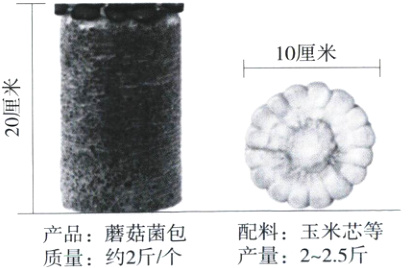 配料玉米芯等产品蘑菇菌包产量225斤质量约2斤个