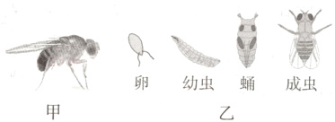 卵幼虫蛹成虫