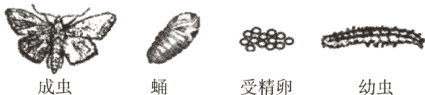 成虫受精卵幼虫